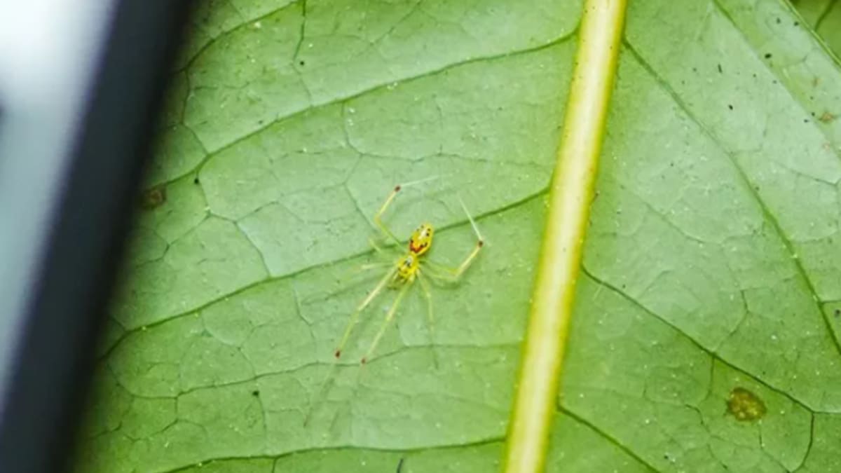New Happy-Face Spider Species Found in Indian Himalayas - Image 3