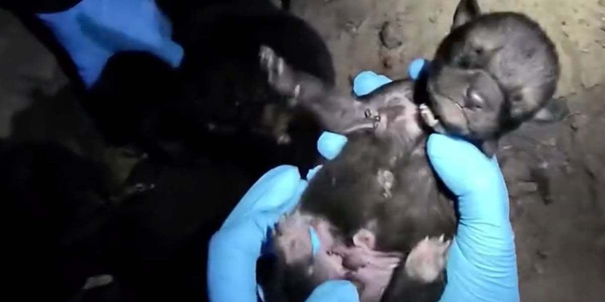 Three Red Wolf Pups Join Wild Pack to Save Their Species