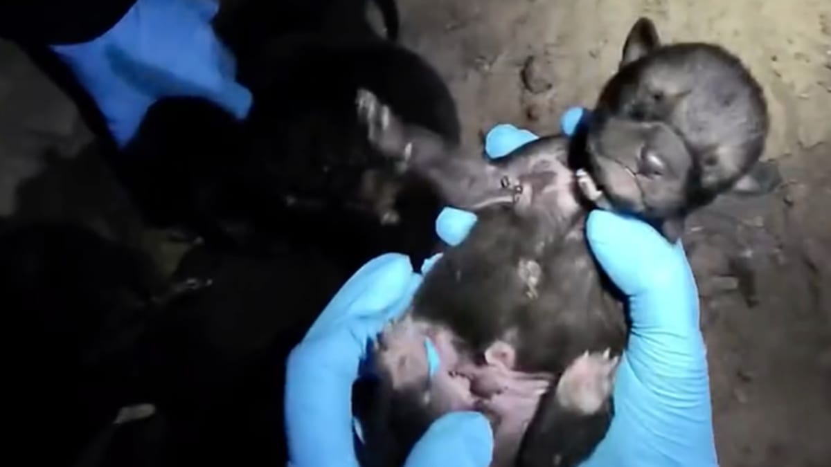 Three Red Wolf Pups Join Wild Pack to Save Their Species - Image 3