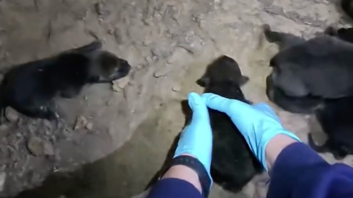 Three Red Wolf Pups Join Wild Pack to Save Their Species - Image 4