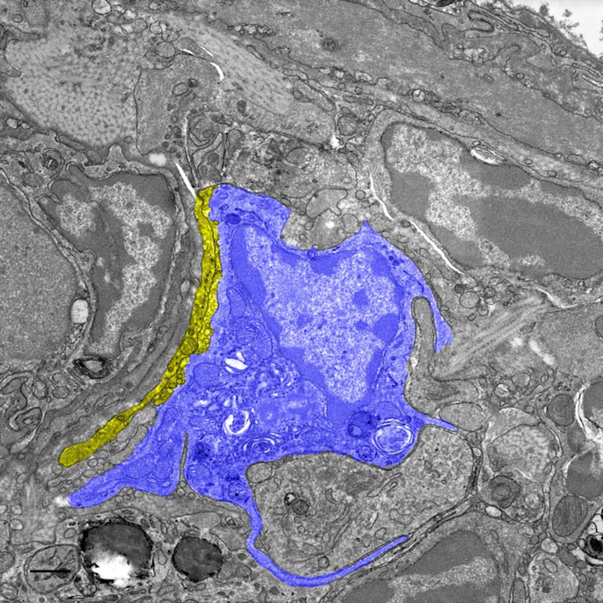 Scientists Solve Bird Navigation Mystery Using Liver Cells - Image 2