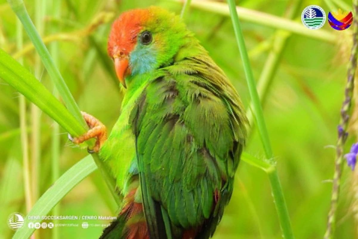 10 Rare Parrots Freed After Philippines Wildlife Rescue