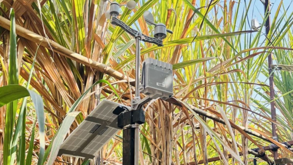 AI-integrated weather station in Indian sugarcane field collecting real-time crop data