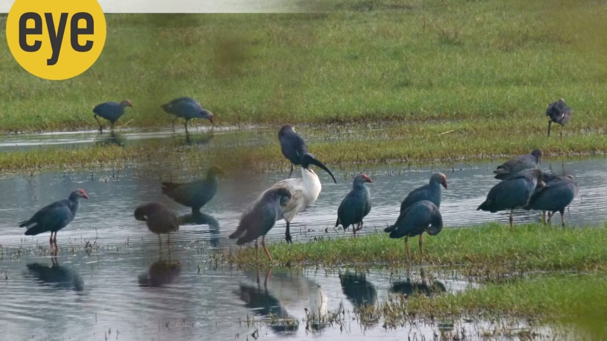 ** Purple swamphens feeding peacefully in shallow wetland waters surrounded by lush vegetation in Goa