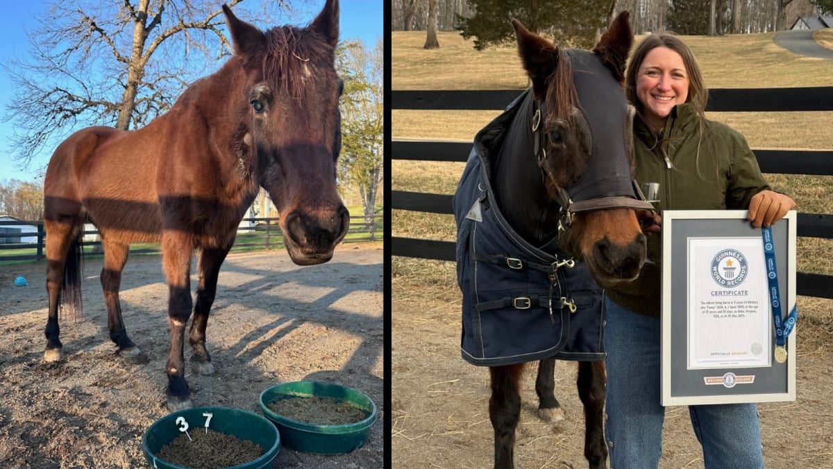 Fancy, a brown Quarter Horse standing in a pasture, world's oldest living horse at 37