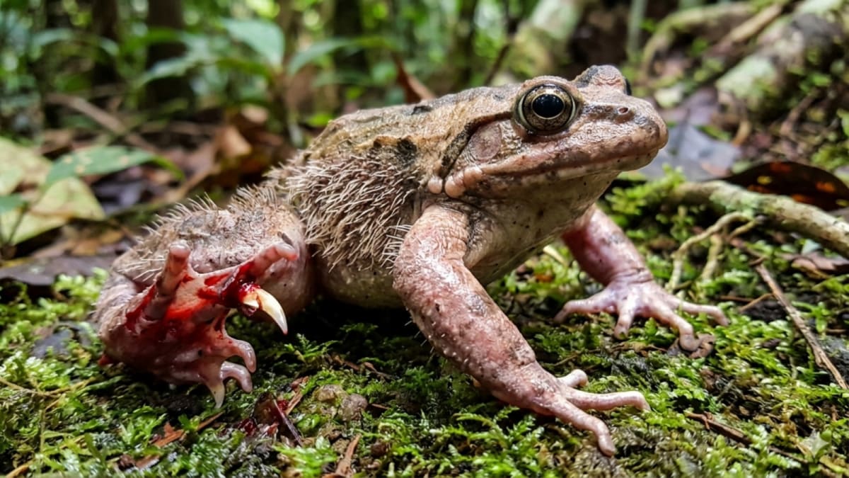 Close-up of a hairy frog showing its textured skin and distinctive filaments along its body