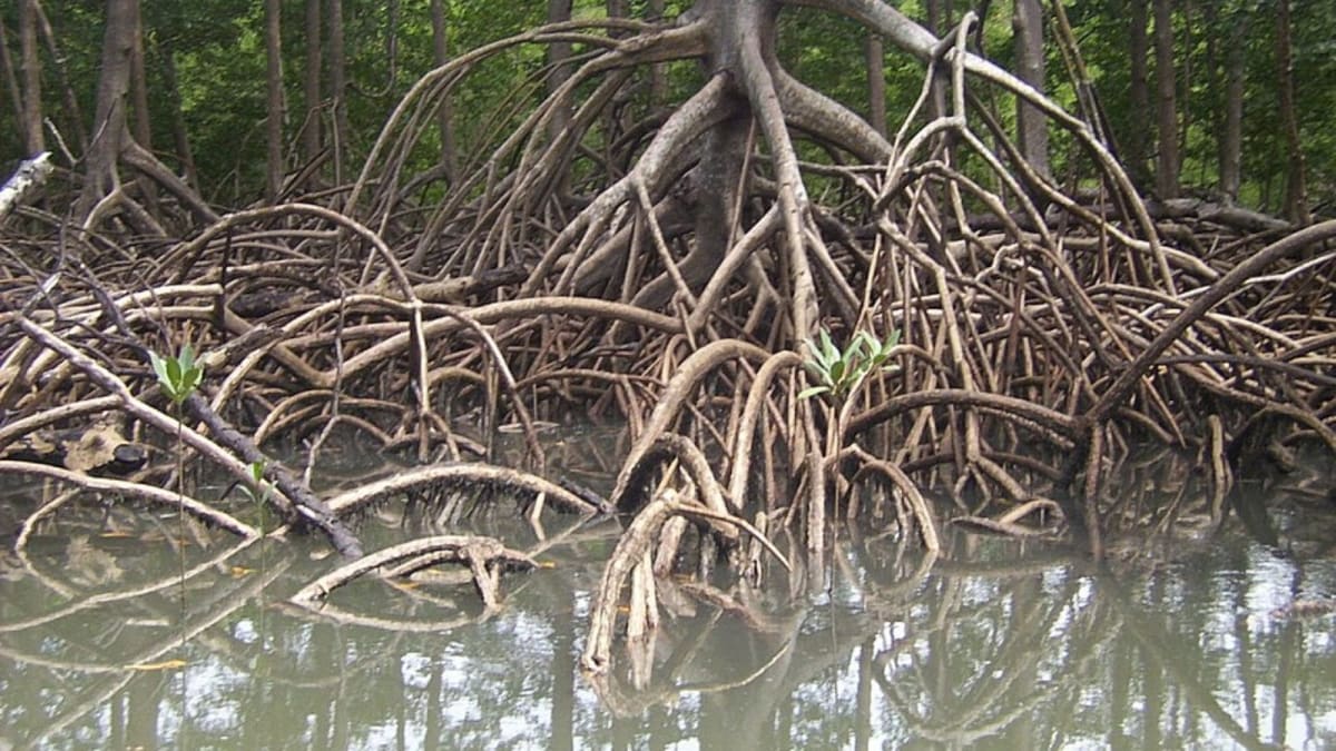 ** Aerial view of ancient mangrove forest with red roots spreading through water in tropical rainforest