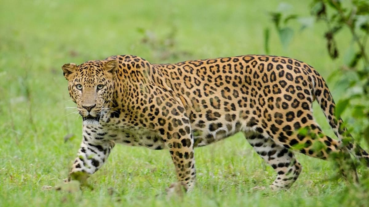 Leopard walking through dry scrub forest in Delhi's Asola Bhatti Wildlife Sanctuary