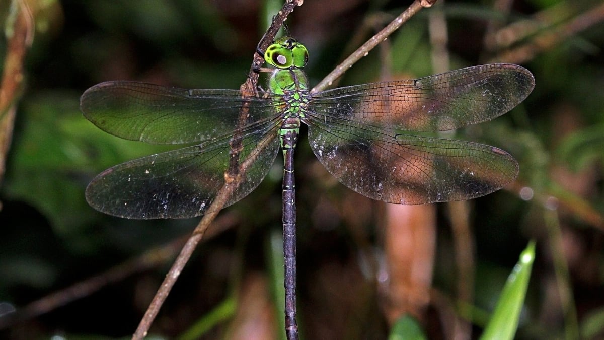 Rare Dragonfly Reappears in India After 110 Years