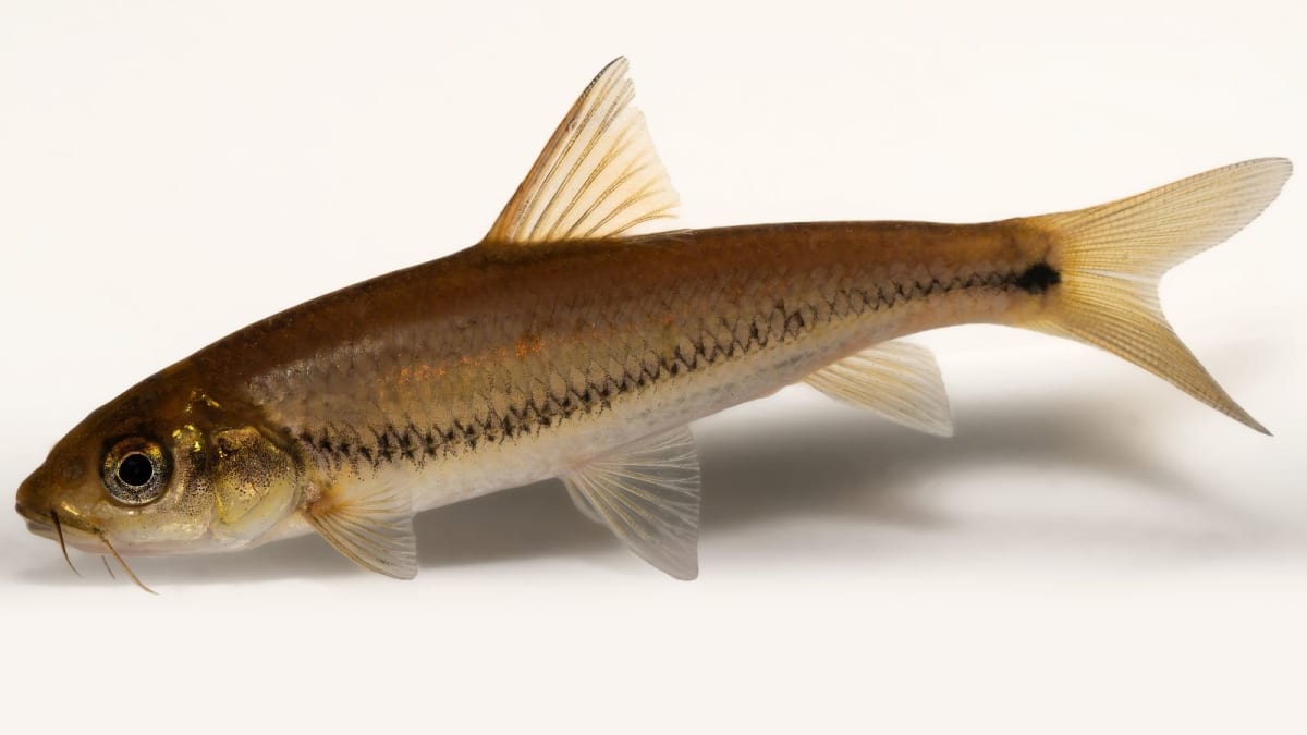 ** Newly discovered Eechathalakenda incognita barb fish species swimming in Kerala's Periyar River waters
