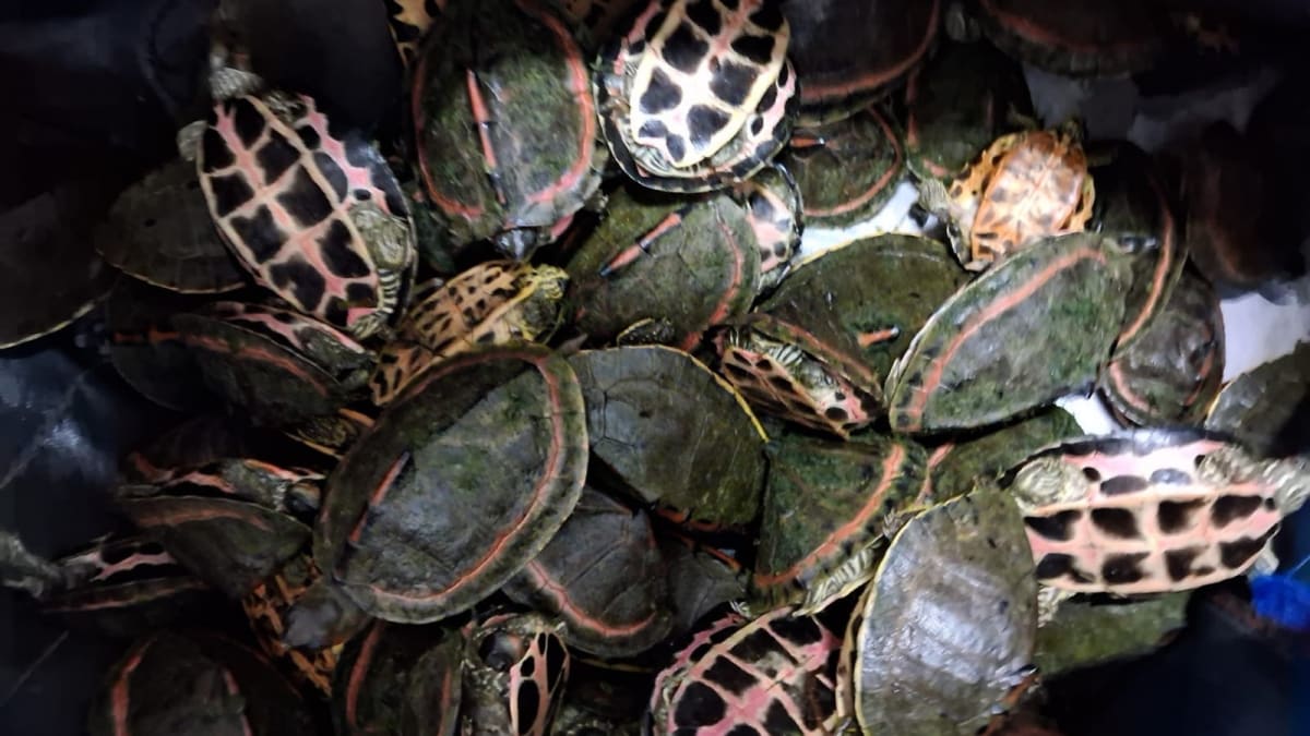 Indian softshell turtle being held gently by wildlife conservation officer during rescue operation