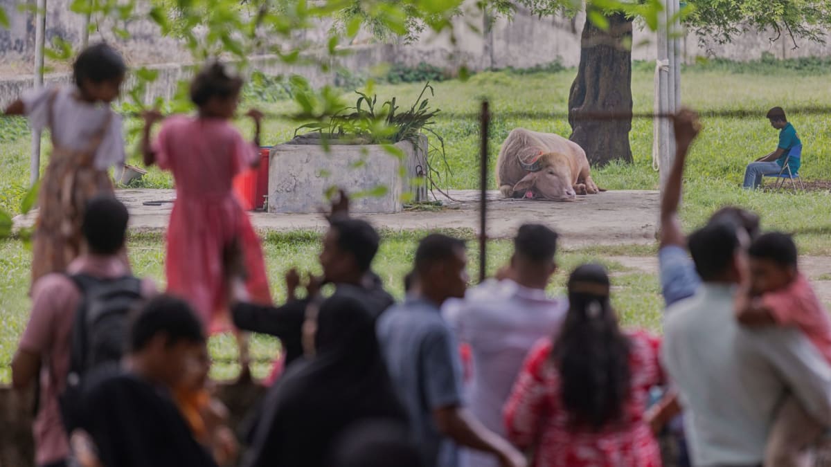 ** Rare albino buffalo with distinctive blond tuft standing in zoo enclosure in Dhaka, Bangladesh