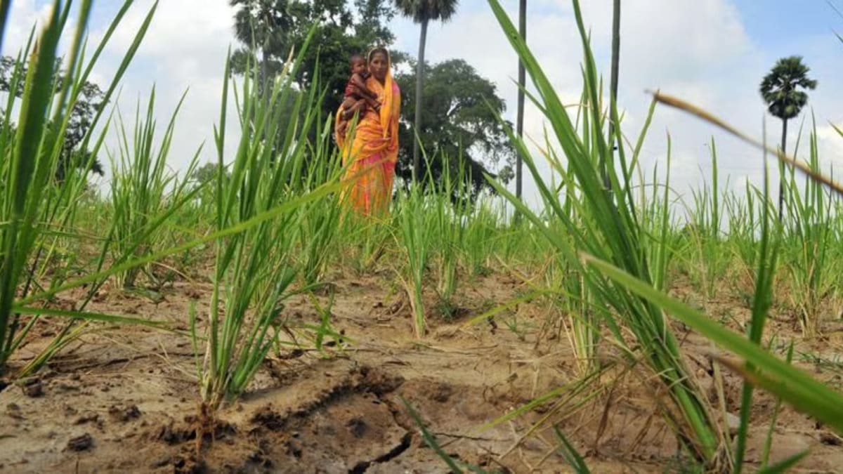 Women working together in an agricultural field in rural Maharashtra, India
