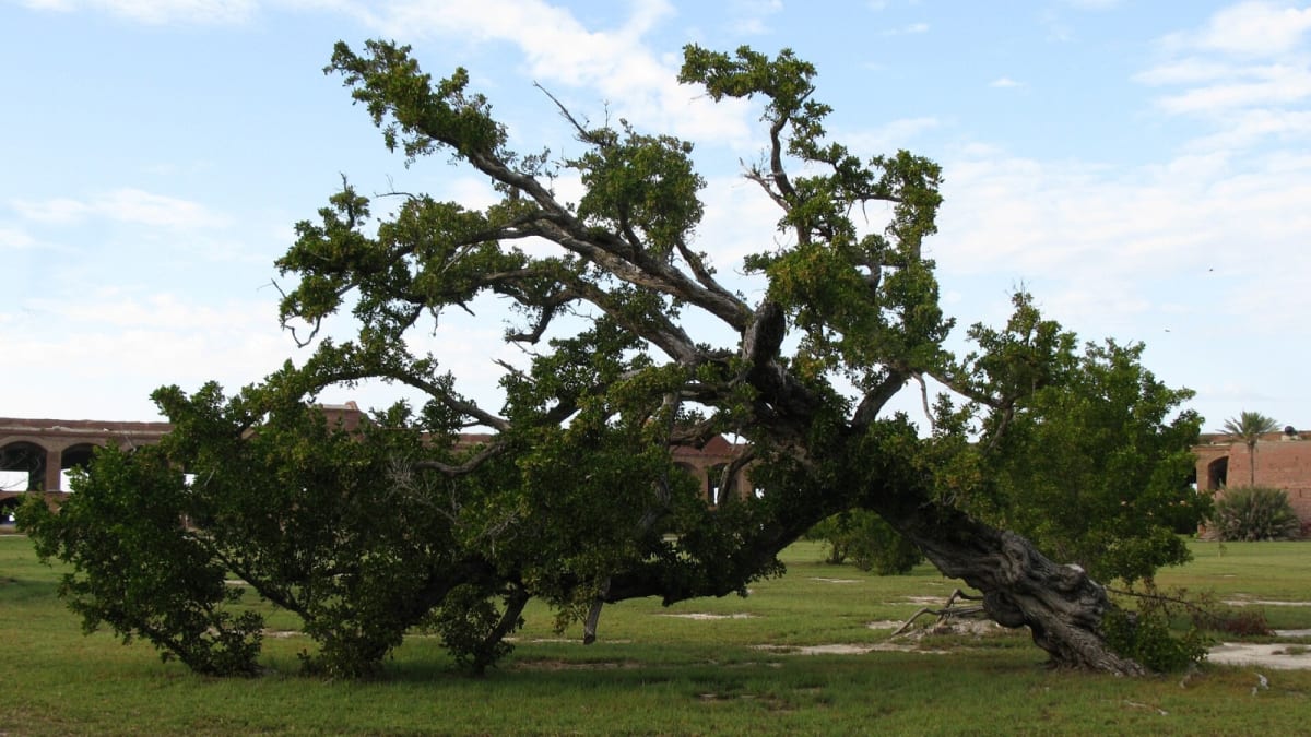 Indian Cities Replace Harmful Trees With Native Species