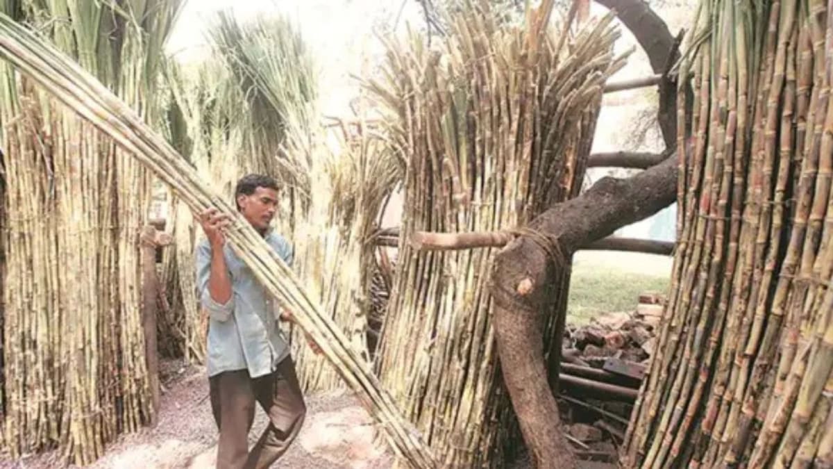 ** Sugarcane farmers working together at cooperative sugar factory in Gujarat, India