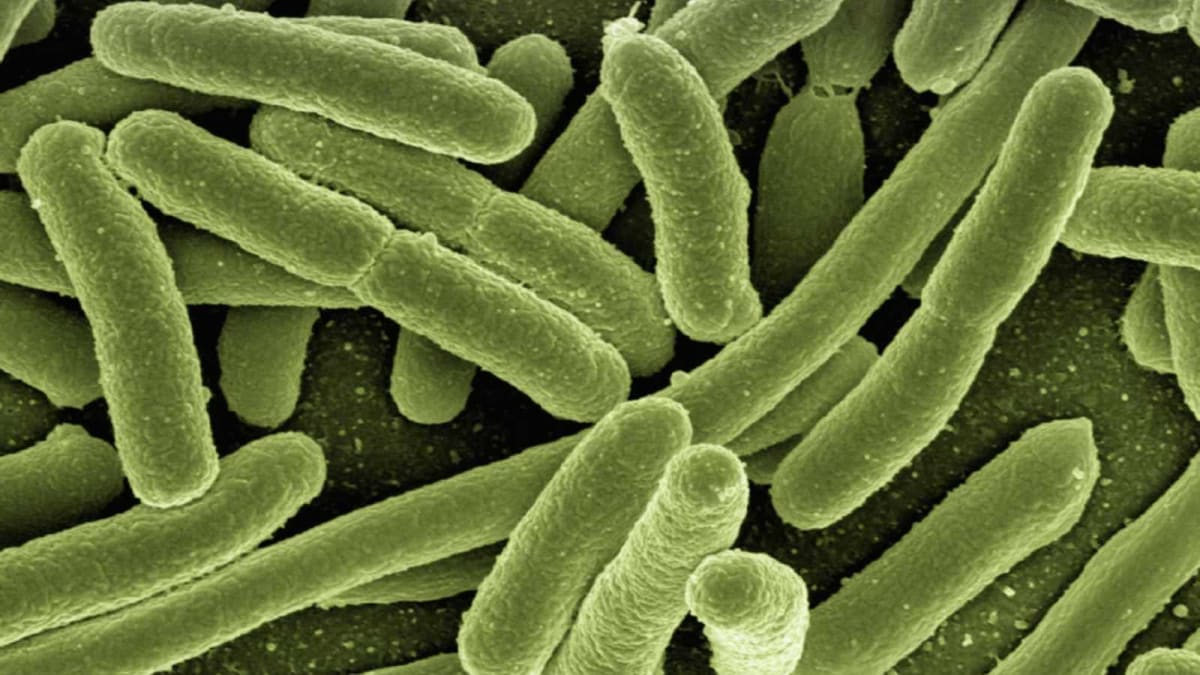 ** Colorful scientific illustration showing diverse bacterial communities representing the human gut microbiome