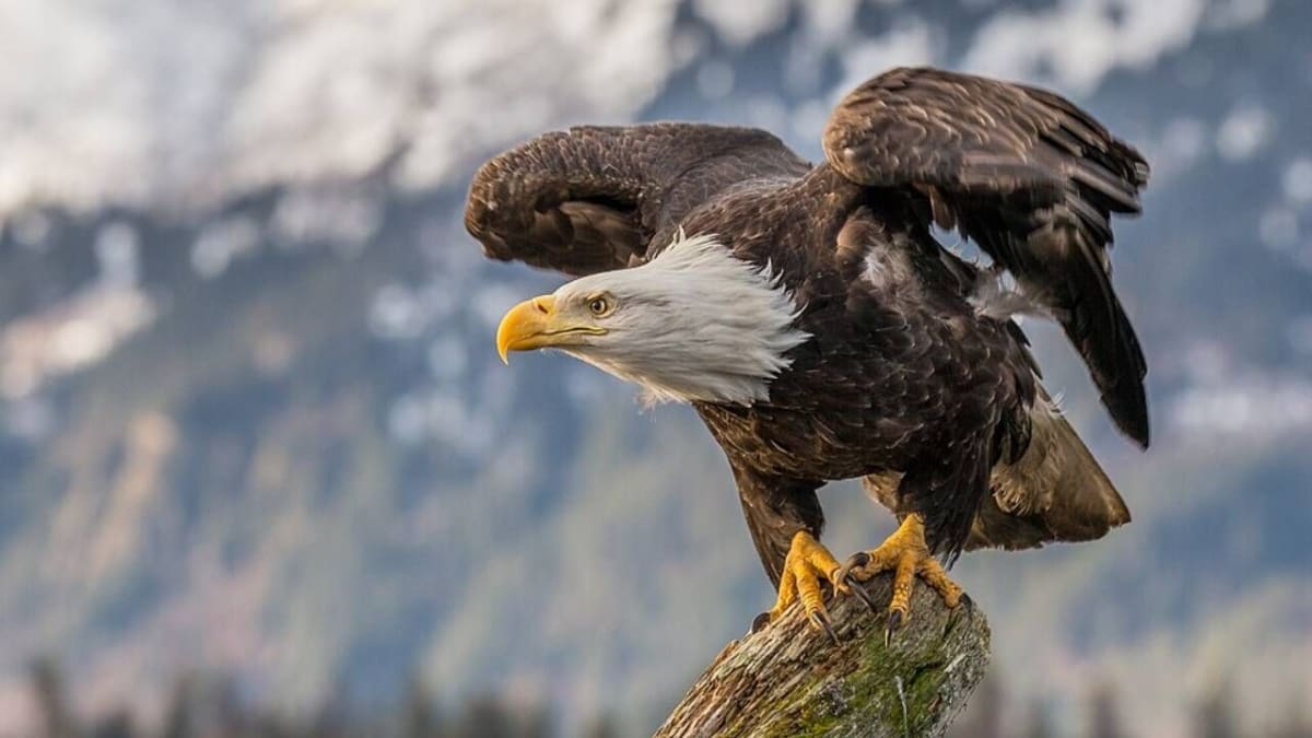 Bald eagle perched on cliff ledge overlooking Pacific Ocean on California's Channel Islands