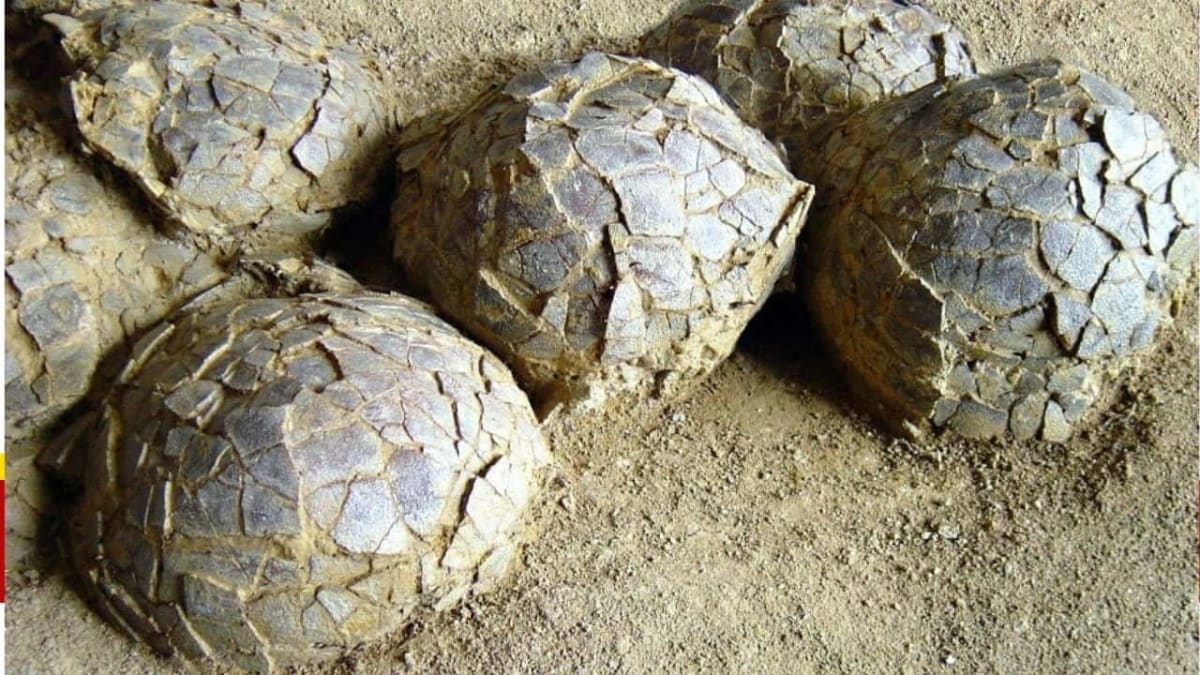 Fossilized dinosaur eggs excavated from ancient nesting ground in southern France