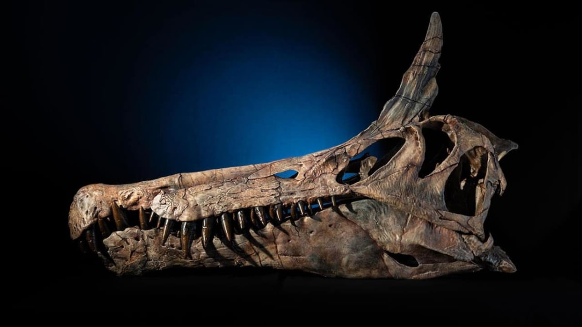 Reconstructed fossil skull cast of newly discovered Spinosaurus mirabilis with distinctive curved crest