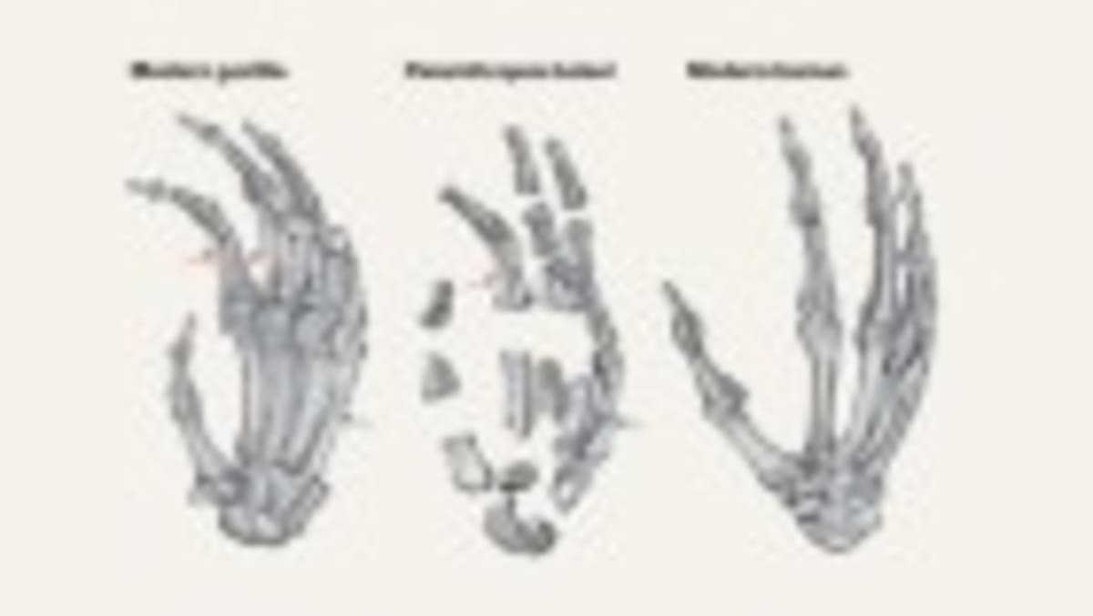 Exoskeletons Go from Sci-Fi to Store Shelves in 10 Years - Image 2