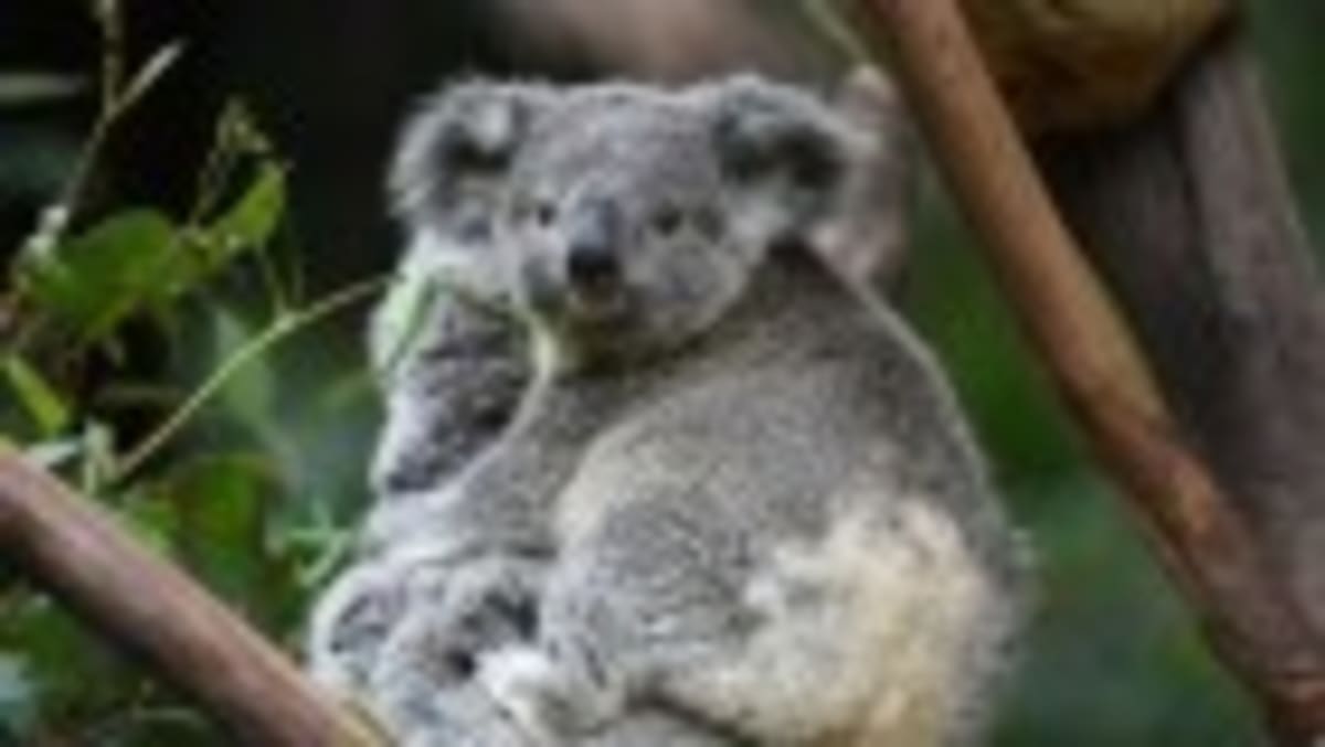 Ancient Peruvians Carried Live Parrots Over the Andes - Image 3