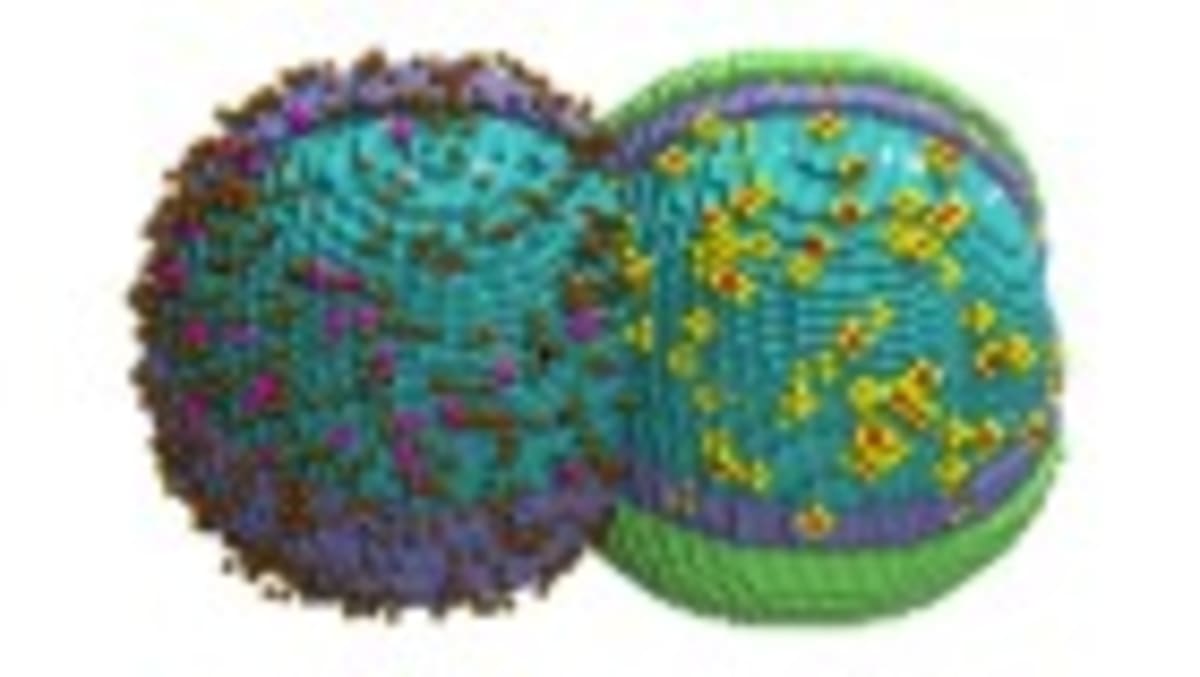 Scientists Cloak Mitochondria to Treat Deadly Disease in Mice - Image 3