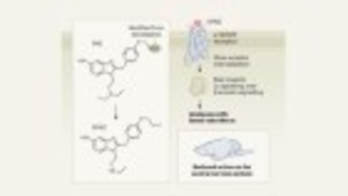 5 Psychedelics Show Similar Brain Patterns in 500+ Scans - Image 2
