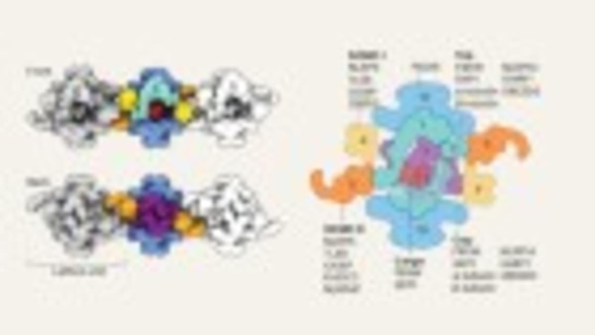 Scientists Inflate Cells 1,000x to Map Proteins on $10K Scope - Image 3