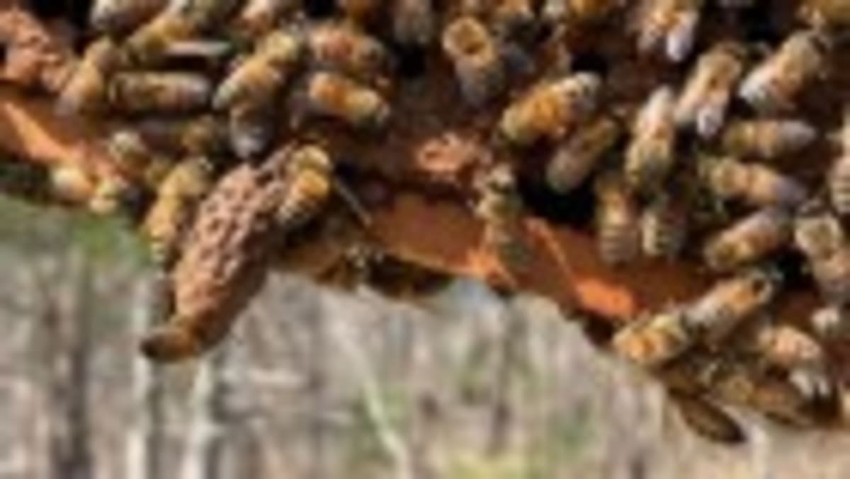 AI Tracking Reveals Secret Lives of Wildlife Worldwide - Image 4