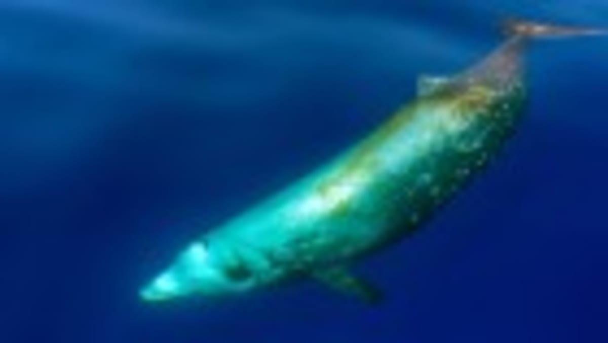 5-Million-Year-Old Whale Graveyard Found in Deep Sea - Image 2