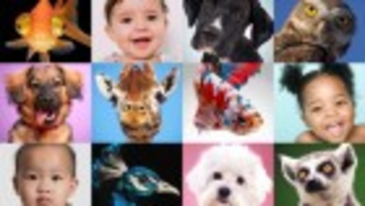 AI Tracking Reveals Secret Lives of Wildlife Worldwide - Image 3