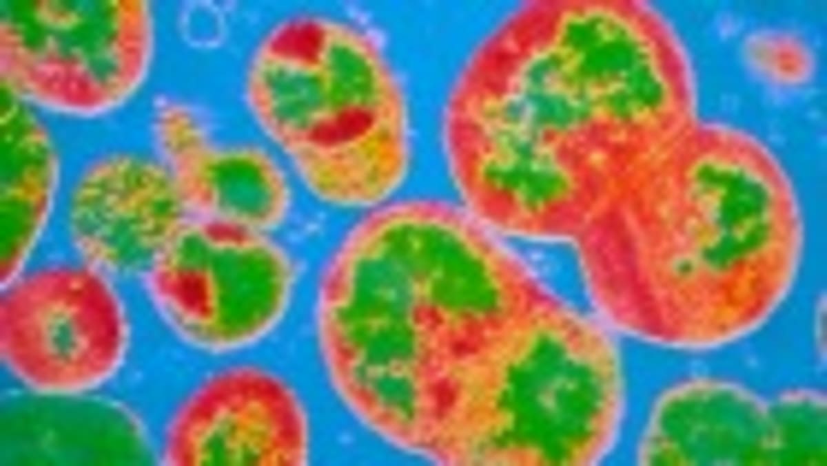 Soil Bacteria Offers New Weapon Against Superbugs - Image 2
