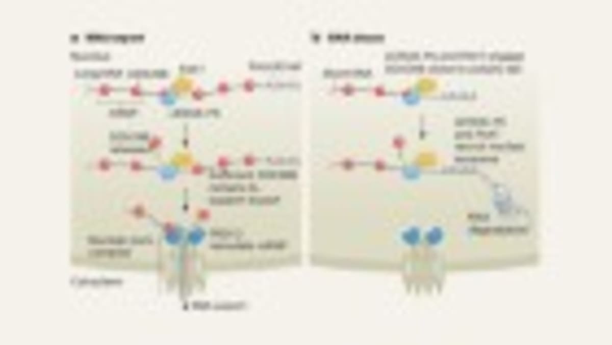 New CRISPR Tool Kills Cancer Cells, Spares Healthy Ones - Image 2