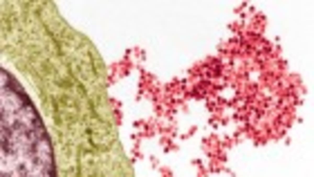 Frozen Tissue Restores Fertility 16 Years Later - Image 2