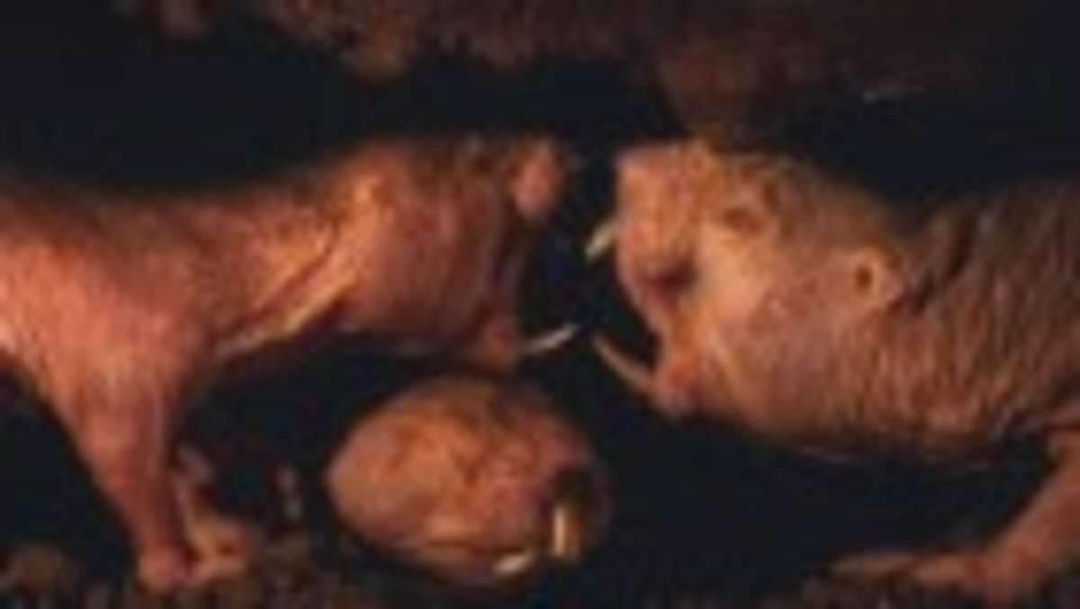 Pumas Cut Deer-Car Crashes on Washington Roads - Image 2