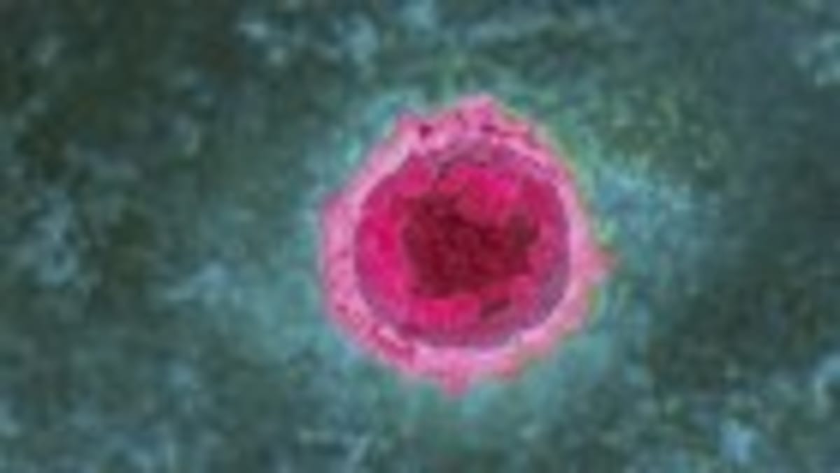 Whales and Mole Rats May Hold Secrets to Longer Human Lives - Image 4