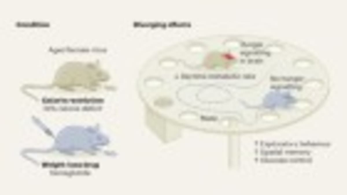 Scientists Link DNA Repair to Longer, Healthier Lives - Image 2