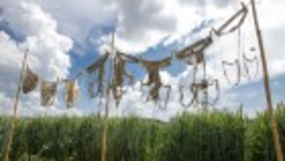 Scientists Buried 1,000 Underpants to Measure Soil Health - Image 2