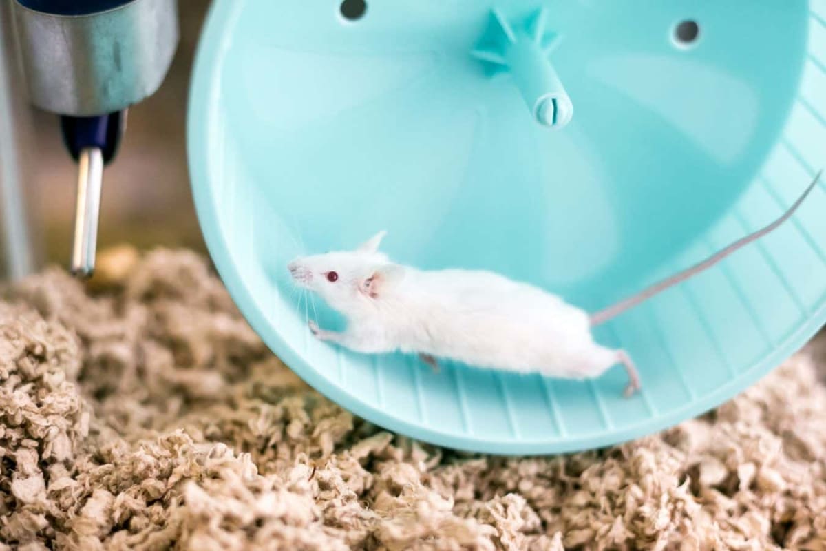 New Fiber Gets EU Approval to Help Prevent Weight Gain - Image 3