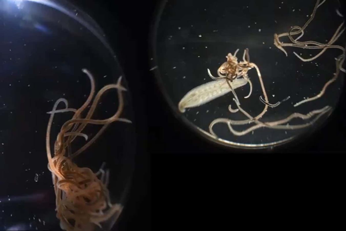 Worm Farms Turn Food Waste Into Garden Gold at Home - Image 4