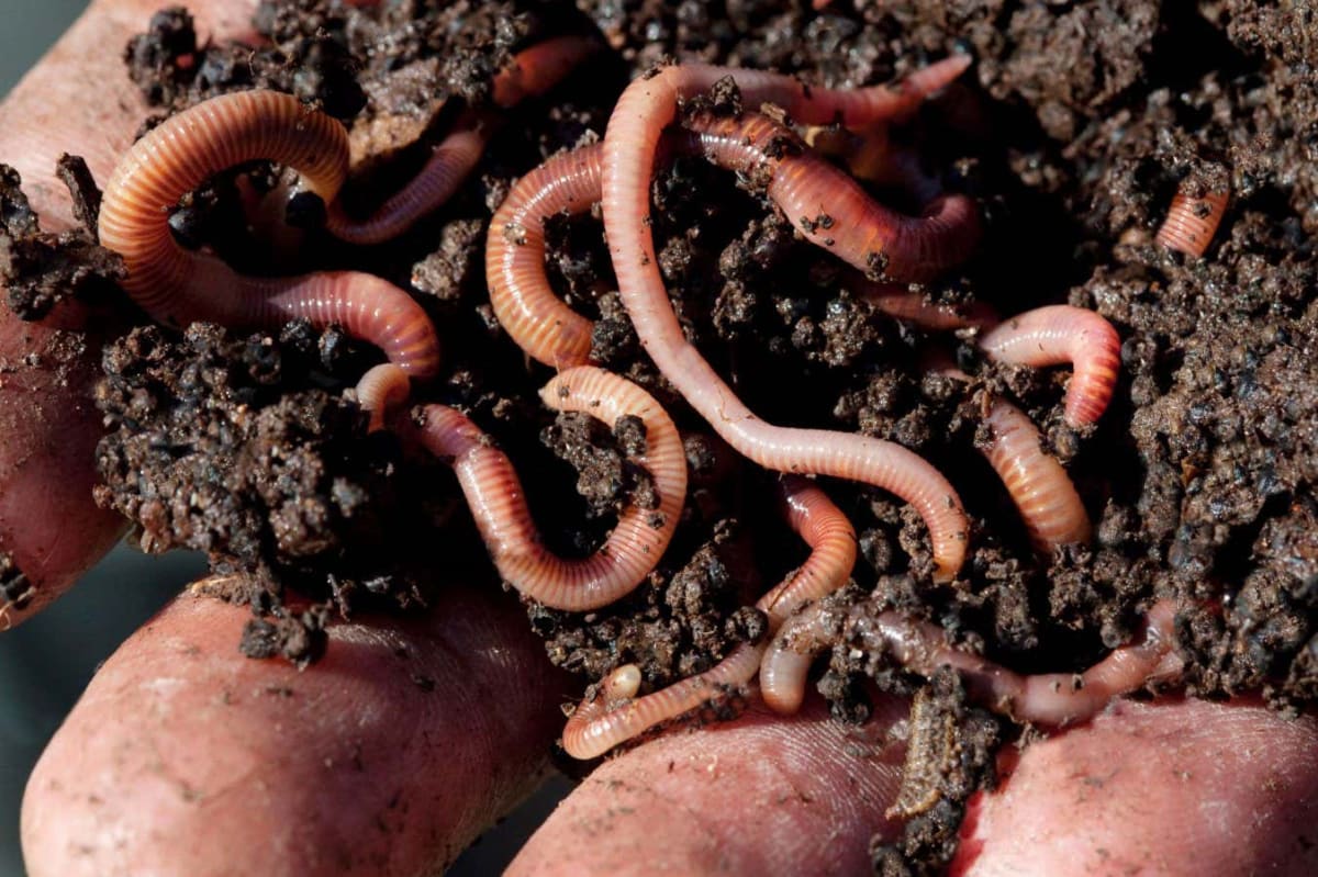Worm Farms Turn Food Waste Into Garden Gold at Home - Image 3