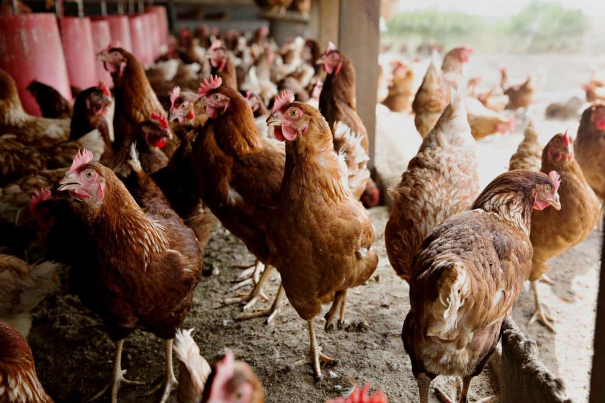 mRNA Bird Flu Vaccine Enters Final Trial in US and UK - Image 3