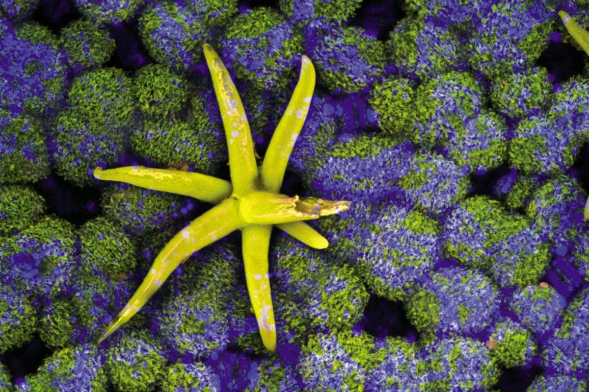 Scientists Map Earth's Hidden Fungal Networks for First Time - Image 5