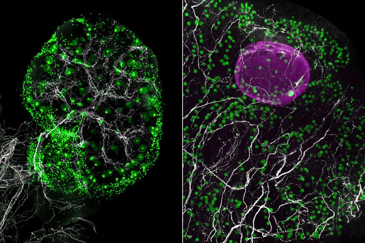 Softer Ovaries Double Fertility in Aging Rats - Image 5