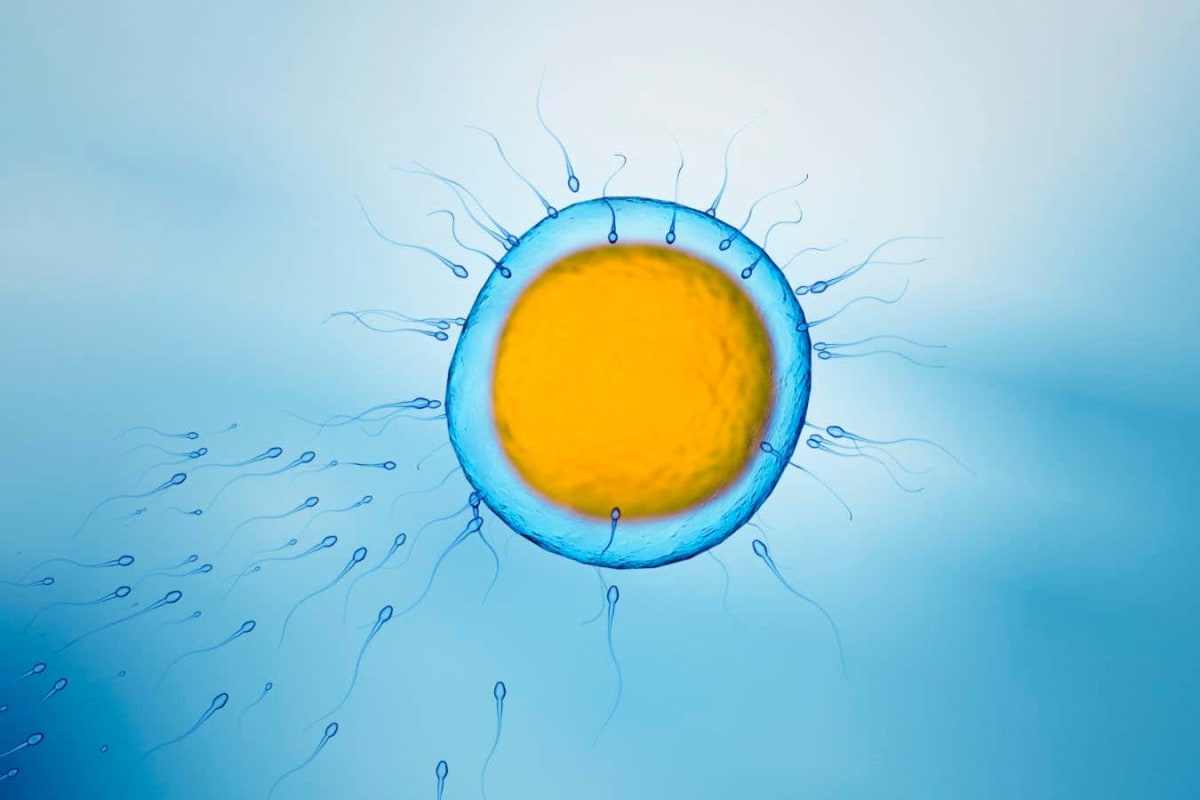 Lab-Grown Eggs Lead to Healthy Lambs in Fertility Win - Image 5