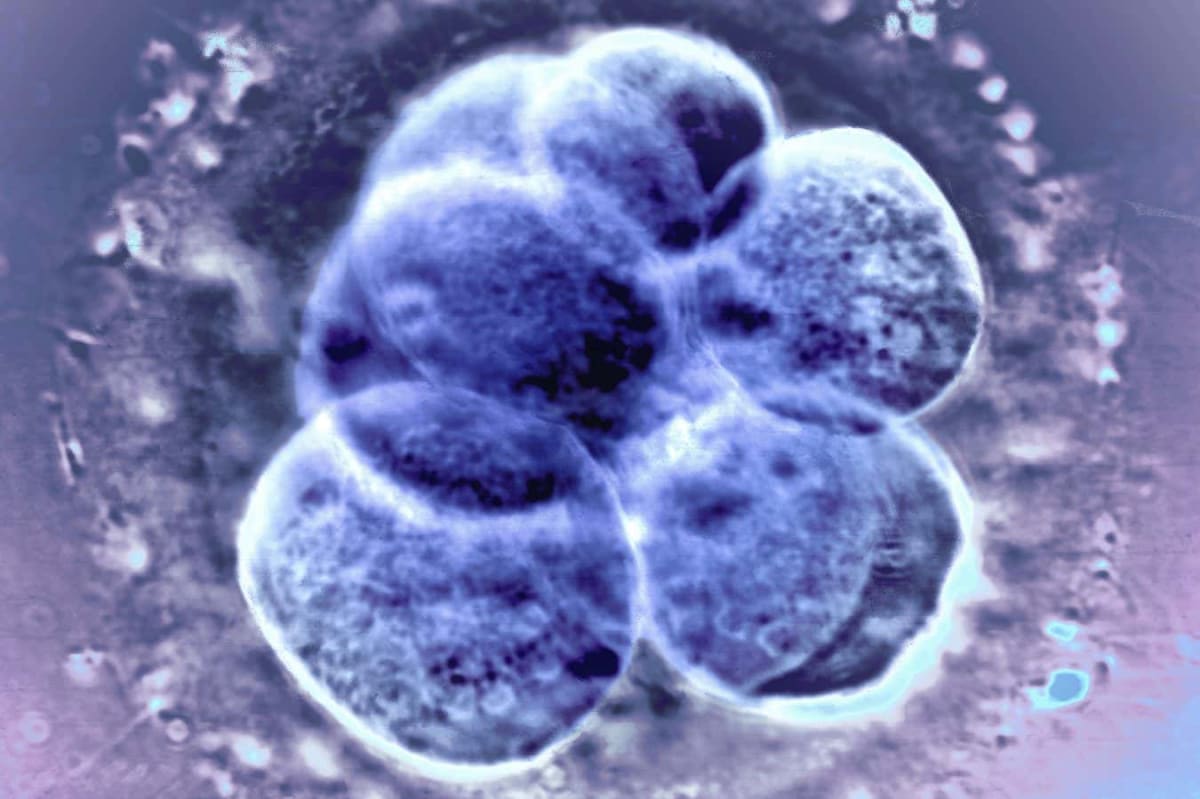 Lab-Grown Eggs Lead to Healthy Lambs in Fertility Win - Image 4