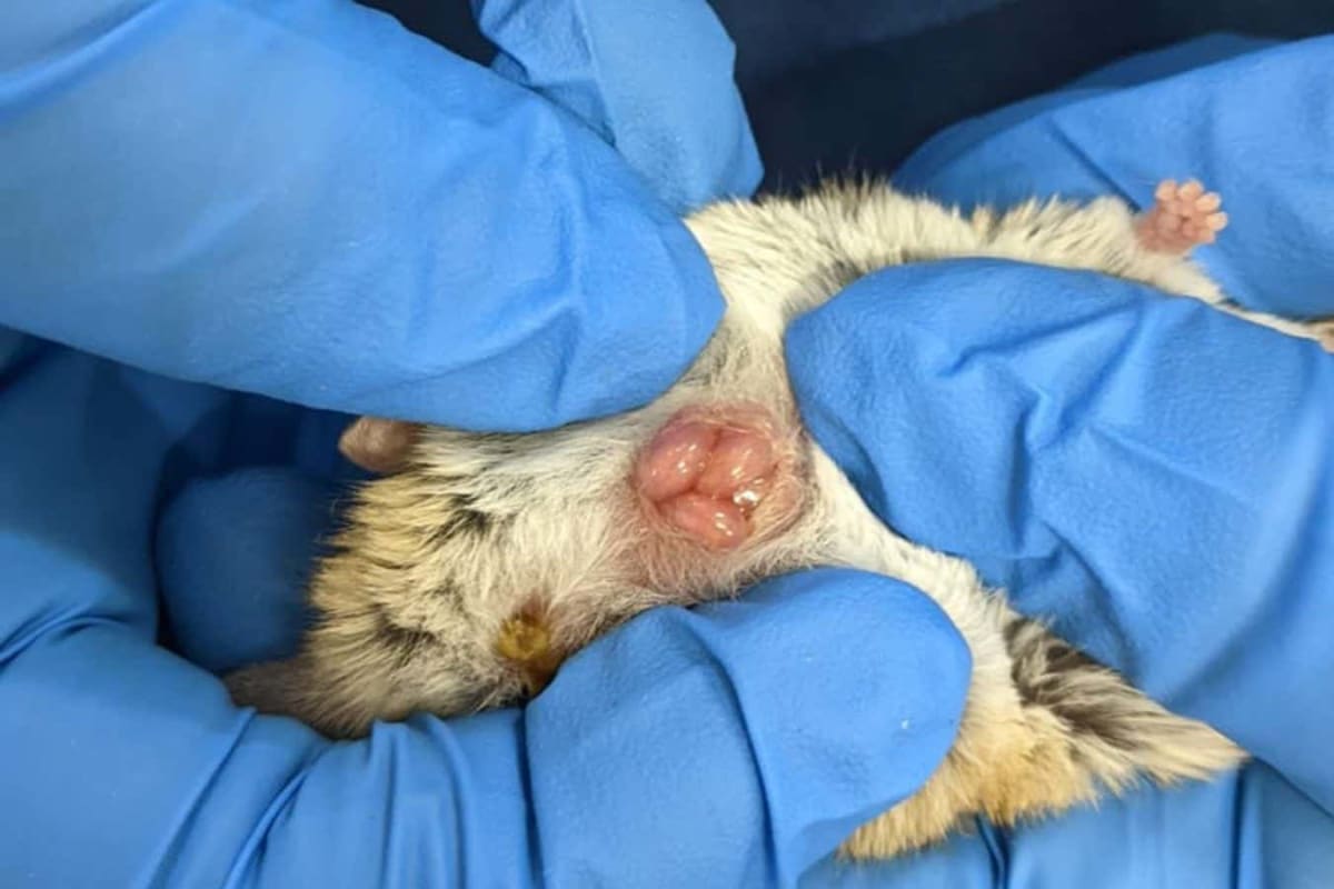 Two 'Extinct' Marsupials Found Alive After 6,000 Years - Image 5