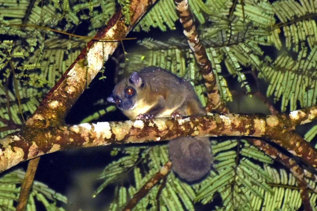 Two 'Extinct' Marsupials Found Alive After 6,000 Years - Image 3