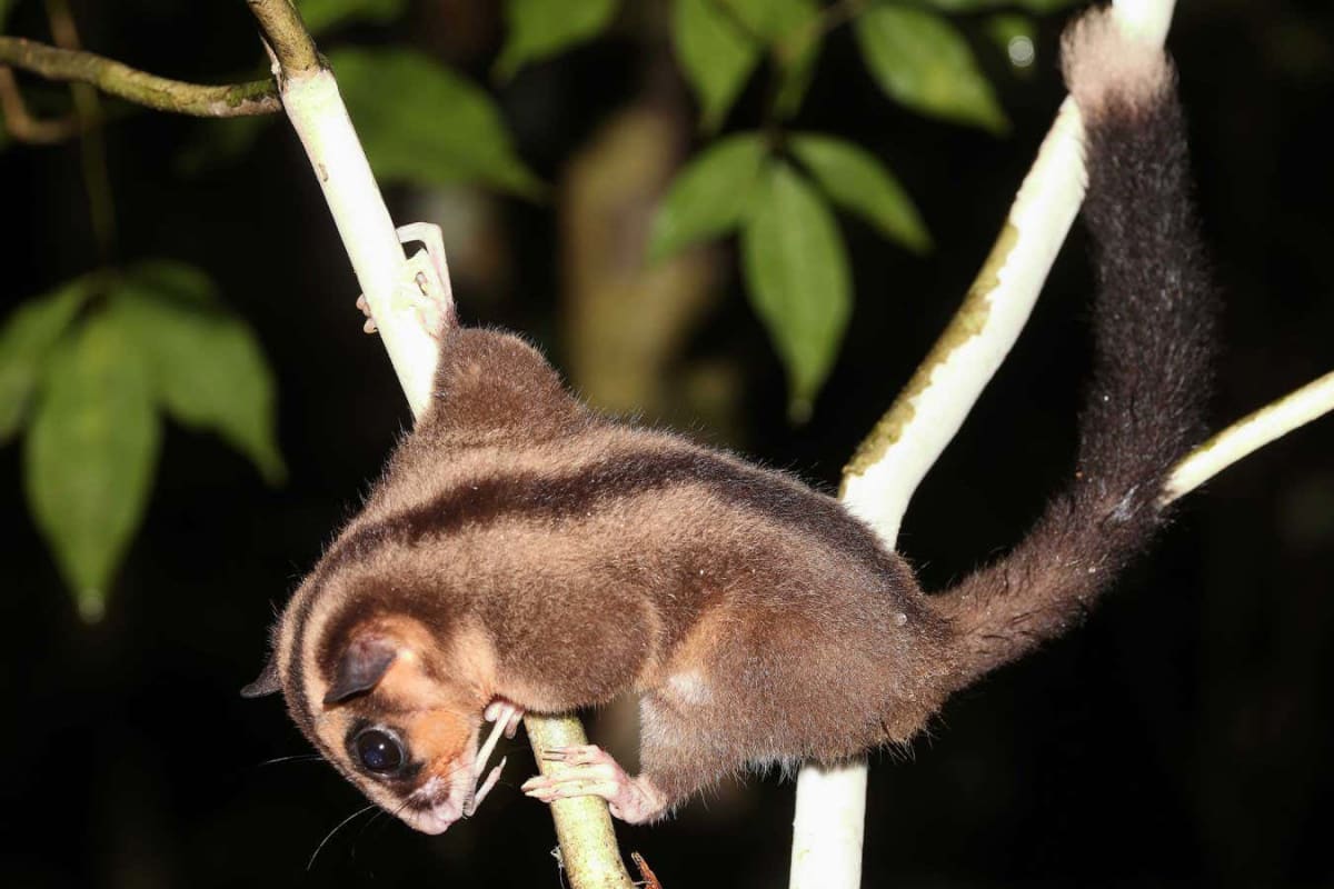 Ring-tailed glider with prehensile tail perched on branch in Papua New Guinea forest