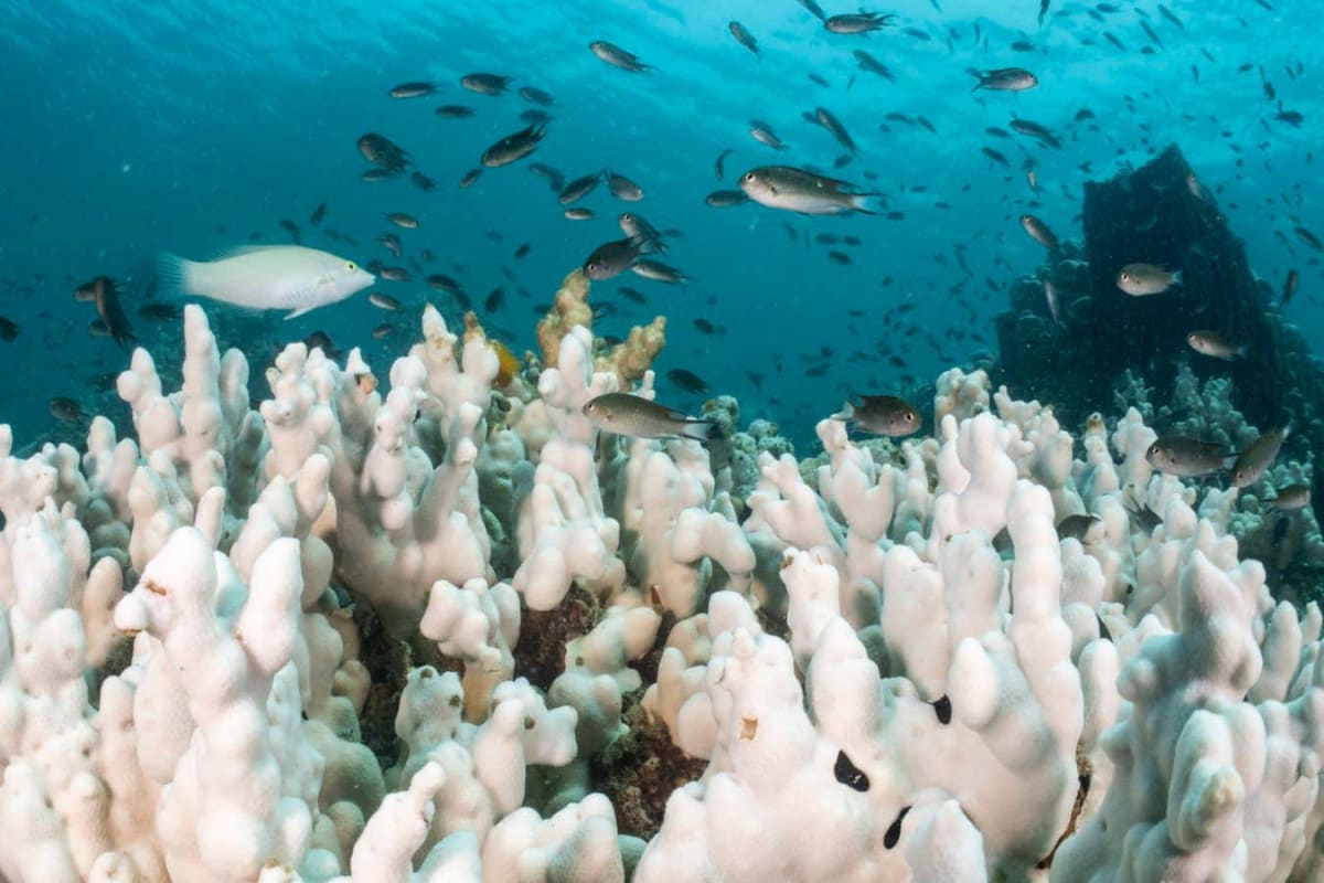 Why BECCS Carbon Capture Failure Is Actually Good News - Image 5